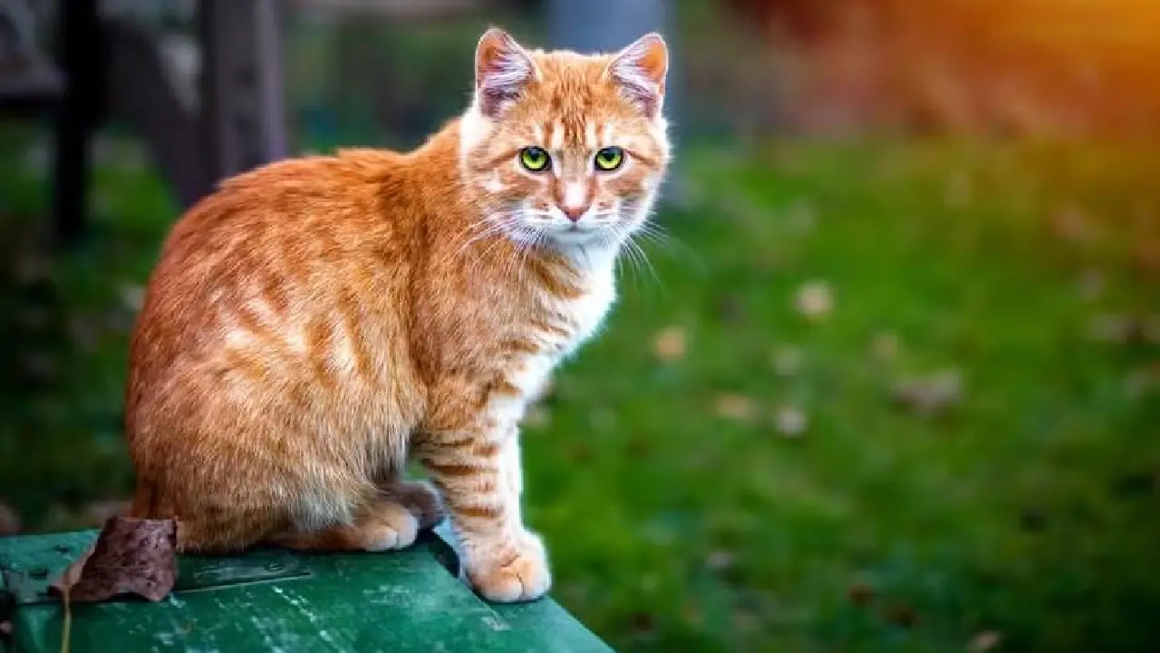Gatos laranja conquistam famílias com jeito carinhoso, e a ciência explica o motivo