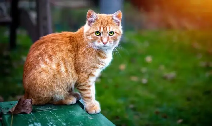 Gatos laranja conquistam famílias com jeito carinhoso, e a ciência explica o motivo