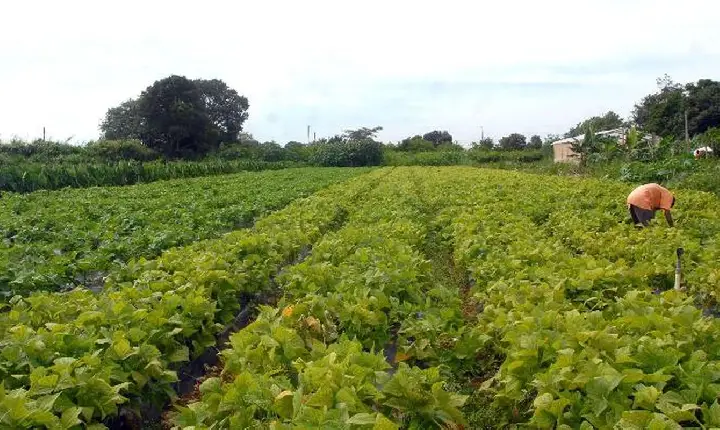 Segurança alimentar e povos indígenas têm R$ 64,3 milhões em crédito