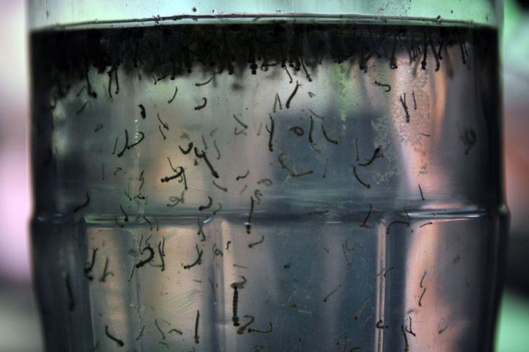 Com alta de casos, governo cria centro para monitorar dengue 
