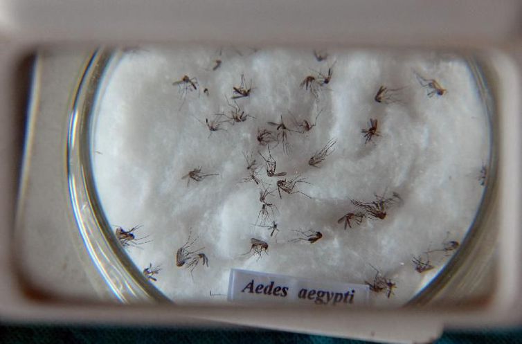 Prefeitura de São Paulo confirma primeira morte por dengue este ano 