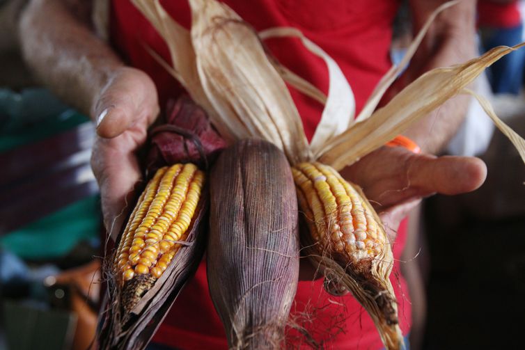 Produção sustentável de alimentos depende da reforma agrária, diz MST