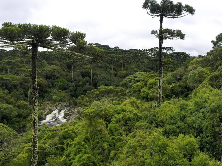 Seminário discute projeto de lei que cria o Patrimônio Verde em áreas de vegetação nativa