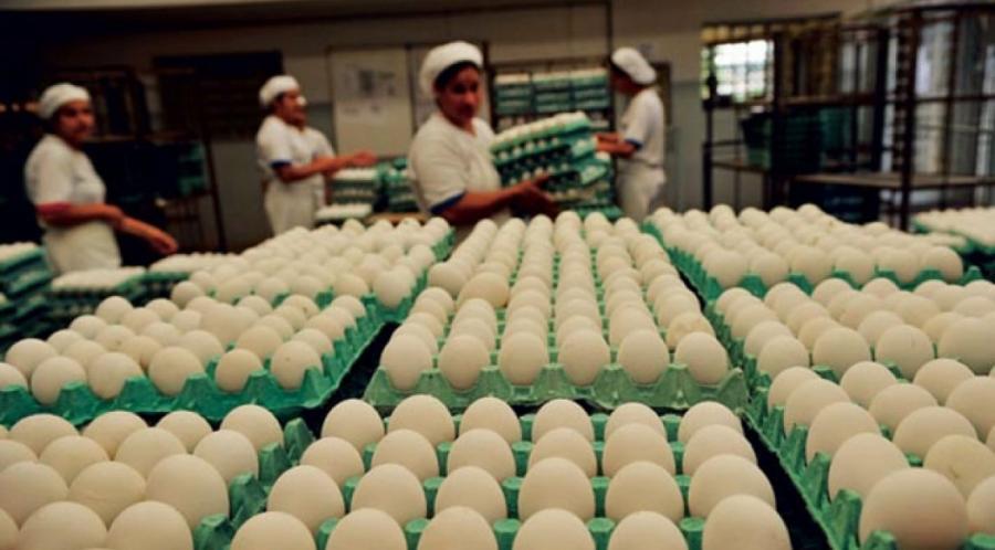 Preço do ovo tem queda na Bahia; dúzia custa até menos de R$ 10