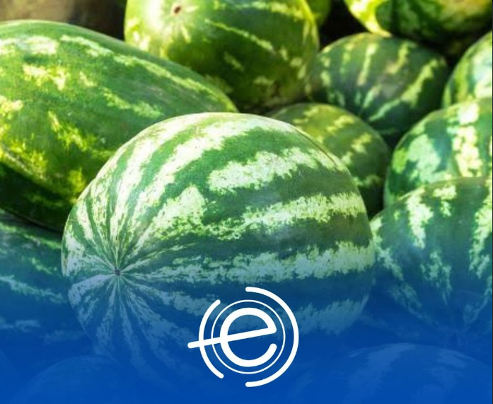  Ibirapuã conquista certificação para exportação de melancia!