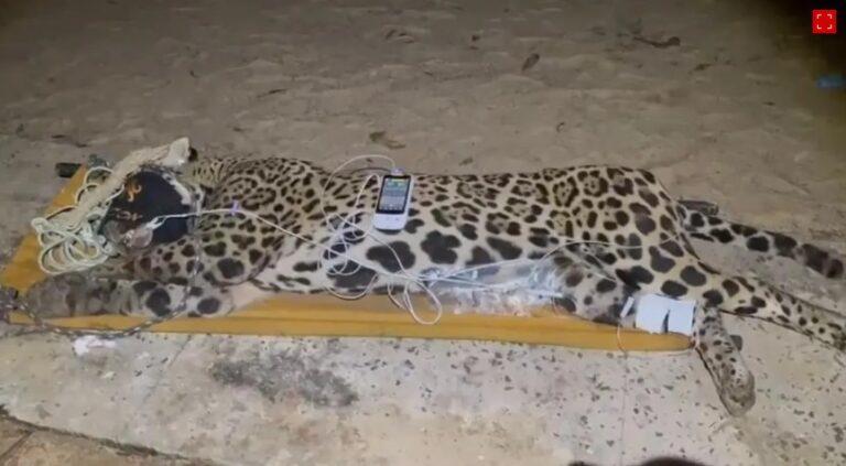 Onça-pintada que matou caseiro no Pantanal é capturada após três dias de buscas intensas