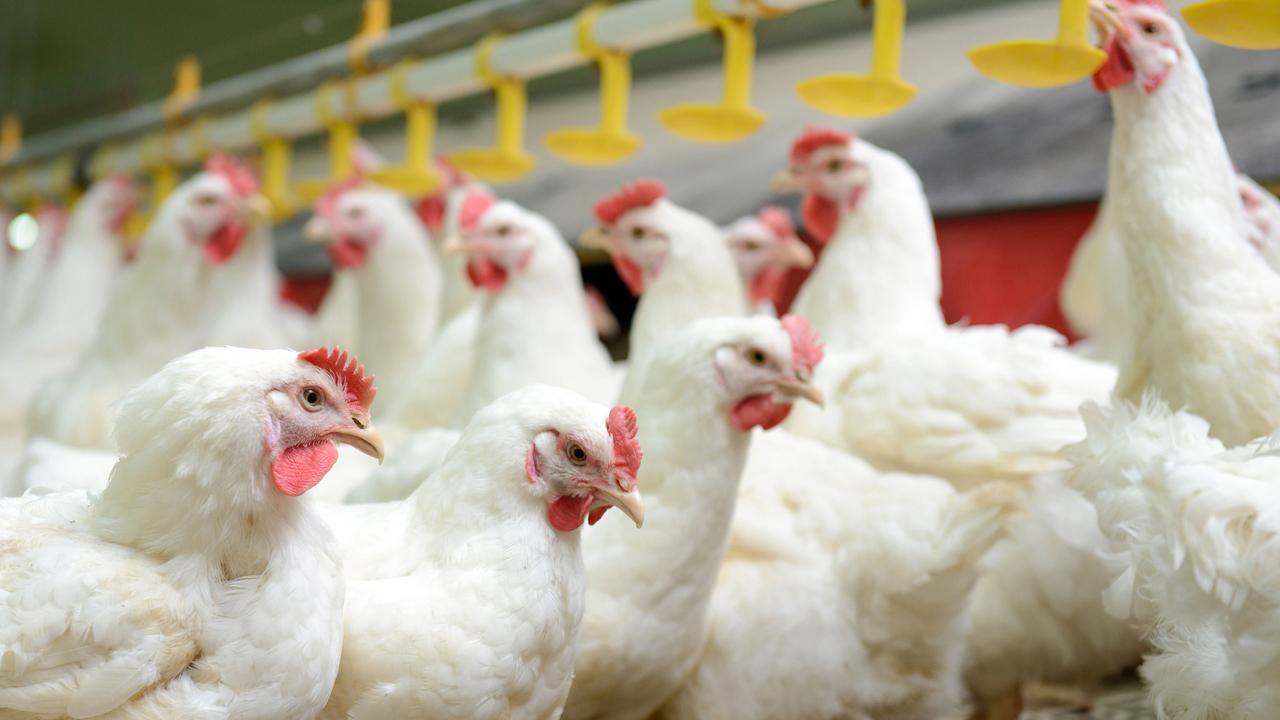 Gripe aviária: Impacto em exportações pode chegar a US$ 200 milhões