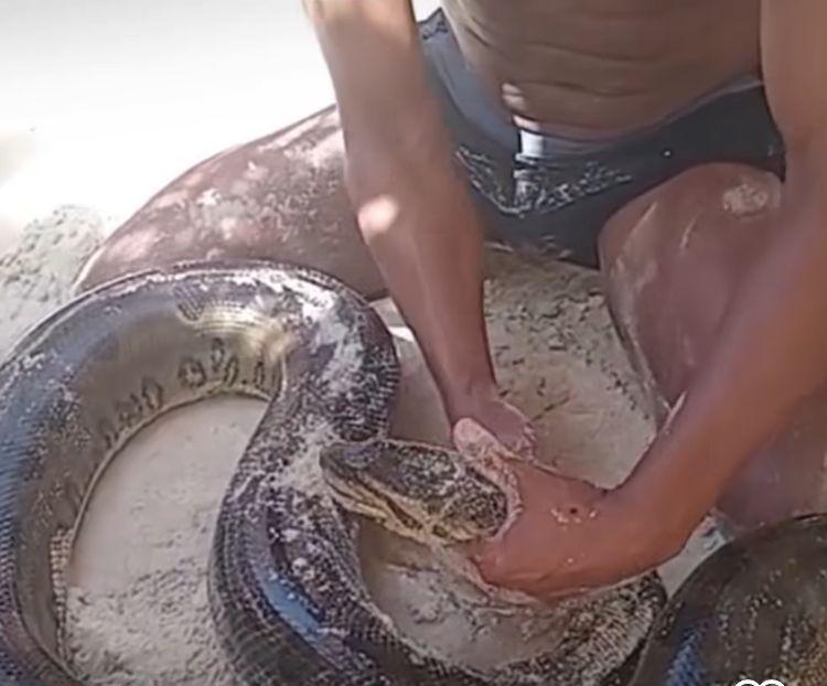 Sucuri é resgatada ao tentar entrar no mar em Santo André, distrito de Santa Cruz Cabrália