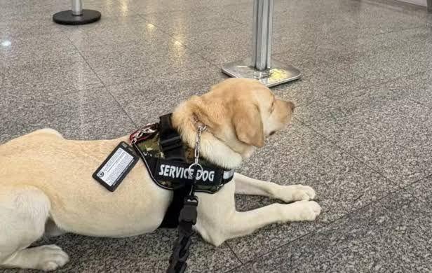 Voo do Rio para Lisboa é cancelado após TAP recusar embarcar cão de serviço mesmo com ordem judicial