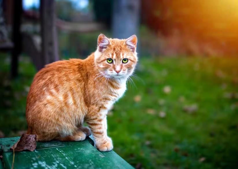 Gatos laranja conquistam famílias com jeito carinhoso, e a ciência explica o motivo